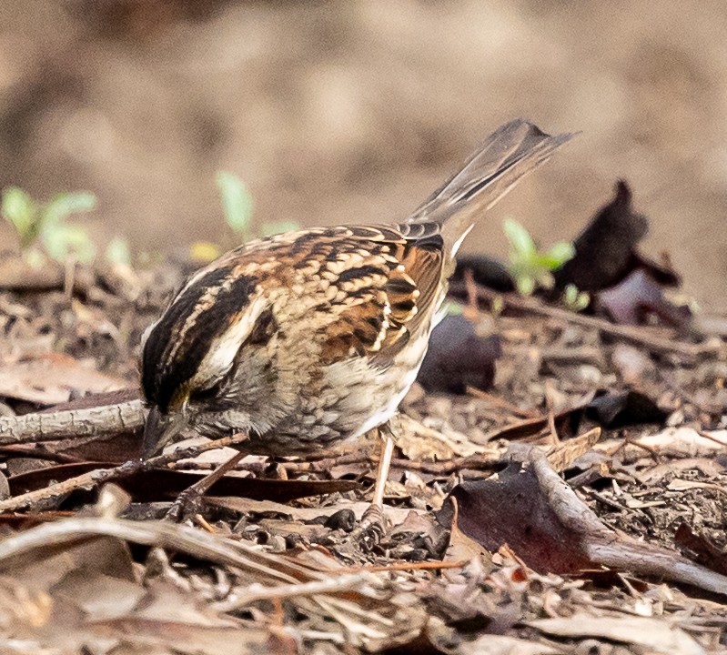White-throated Sparrow - ML646875221