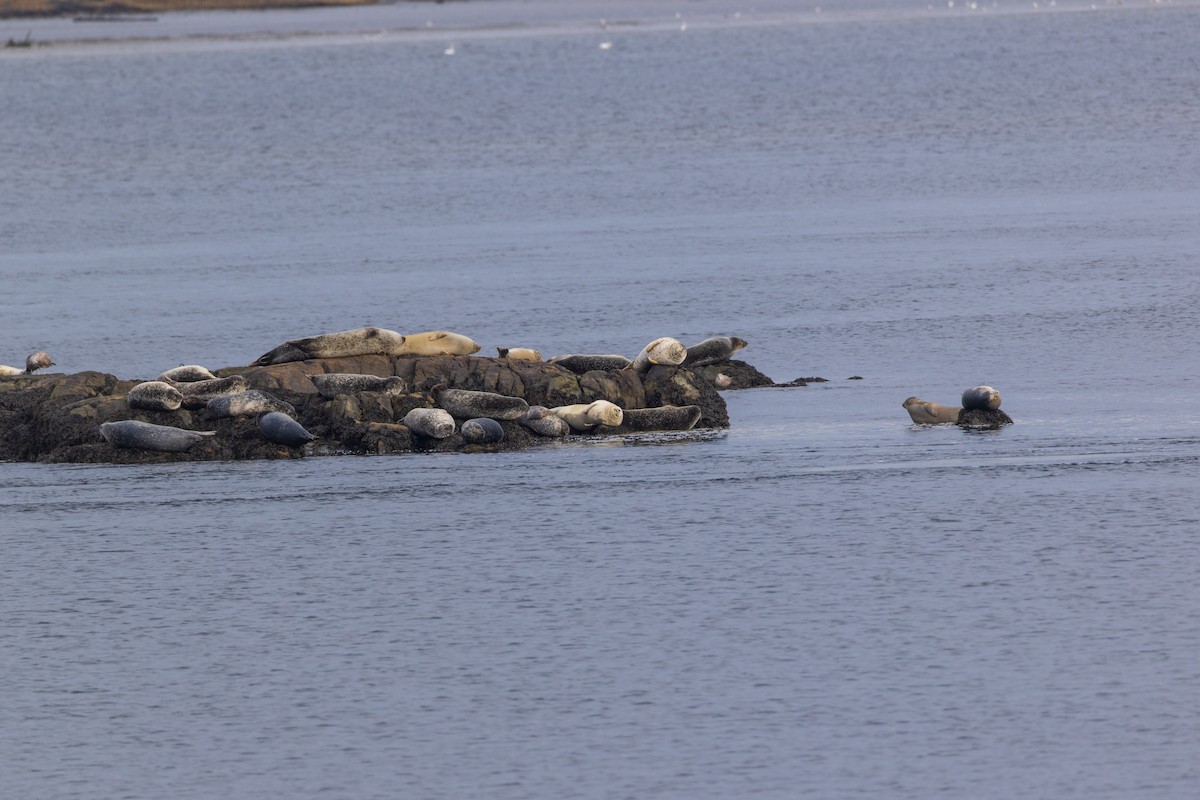 Foca comune atlantica - ML646875224