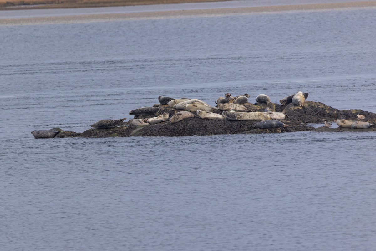 Foca comune atlantica - ML646875225