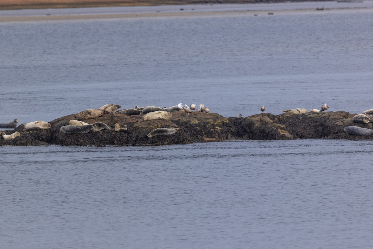 Foca comune atlantica - ML646875226