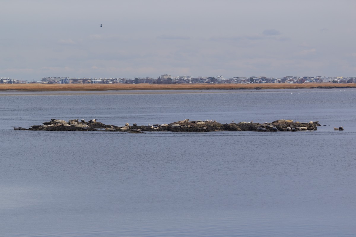 Foca comune atlantica - ML646875227