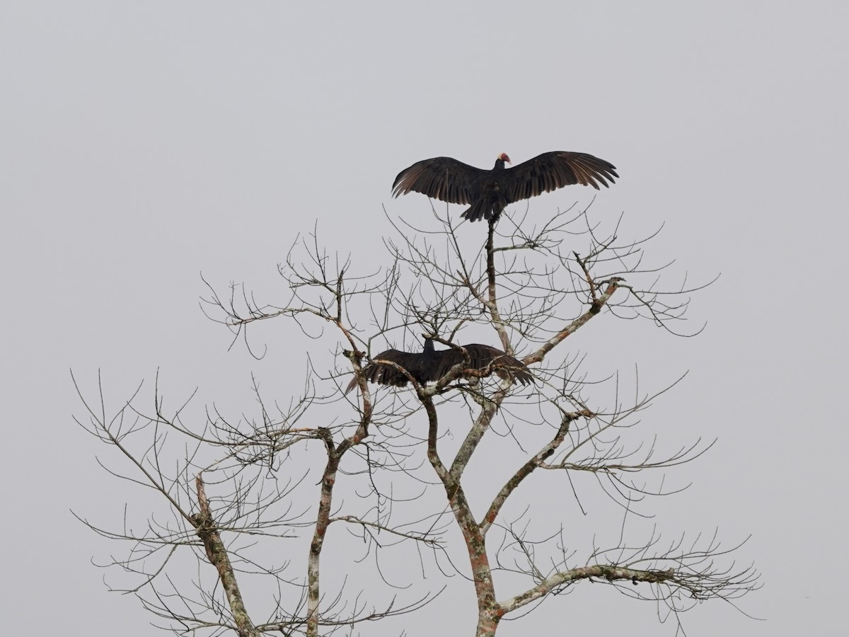 Turkey Vulture - ML646875228