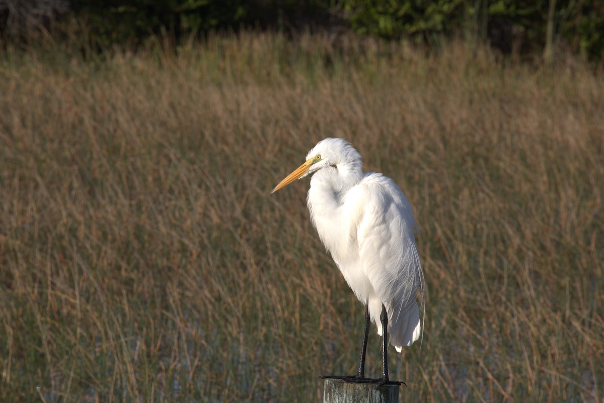 大白鷺 - ML646875229