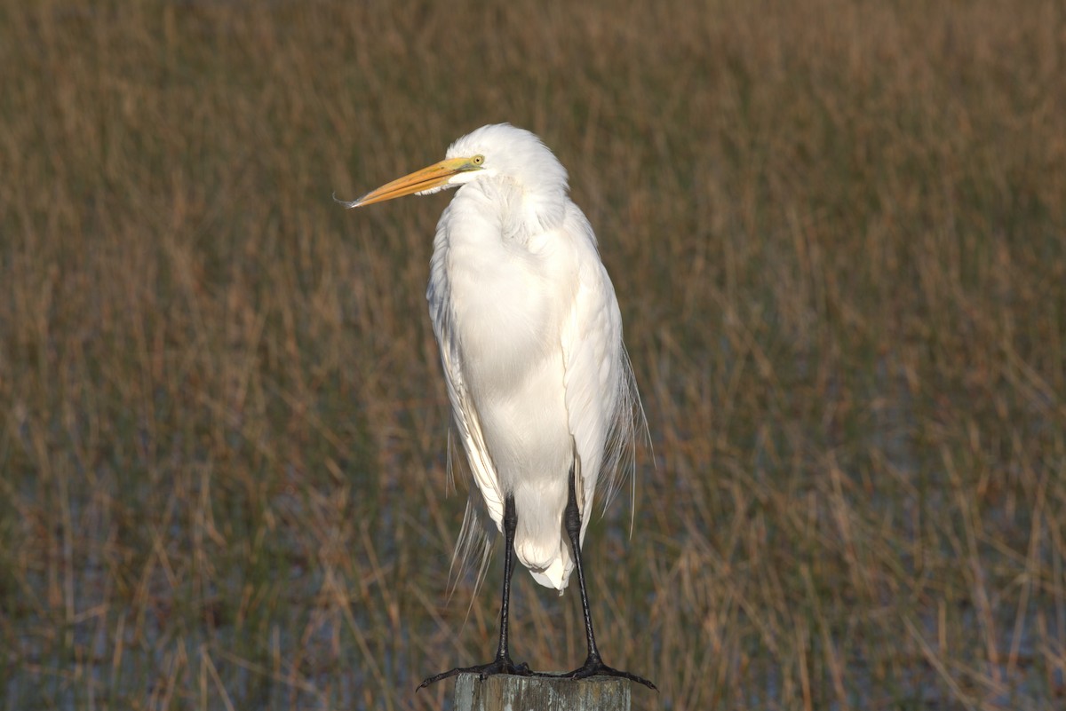 大白鷺 - ML646875230