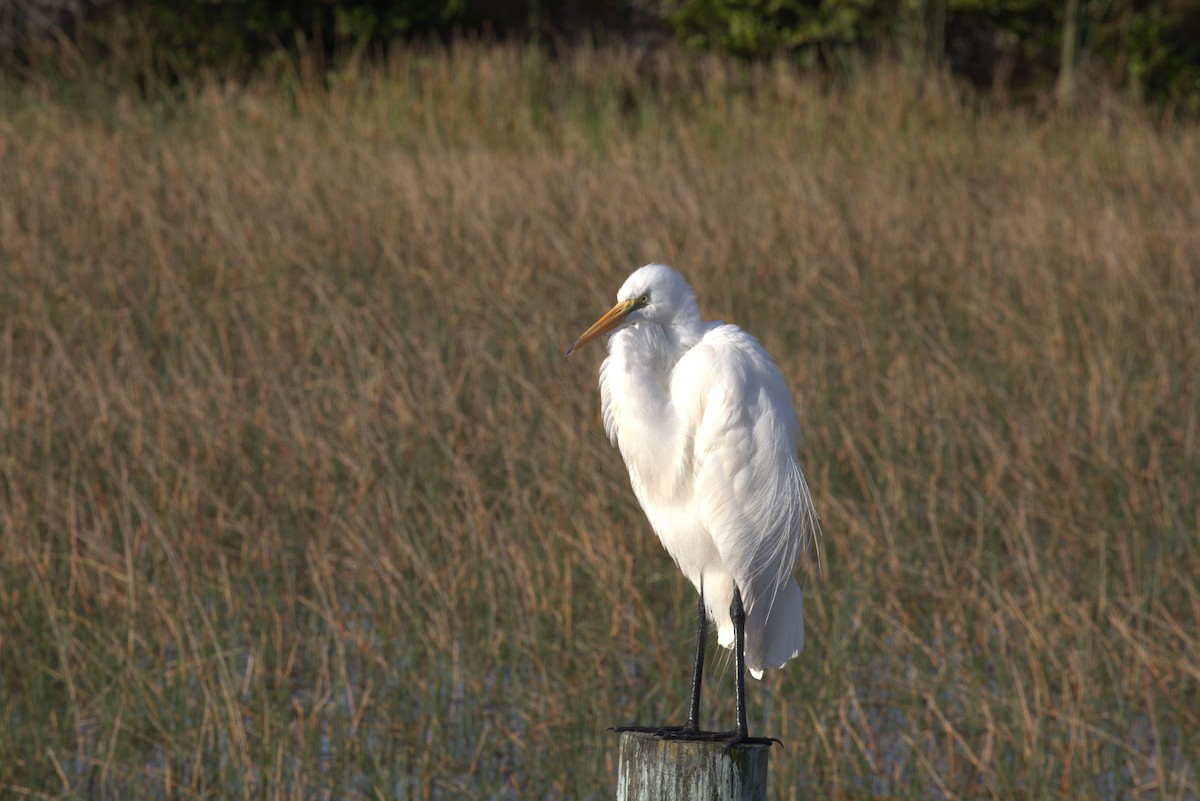 大白鷺 - ML646875231
