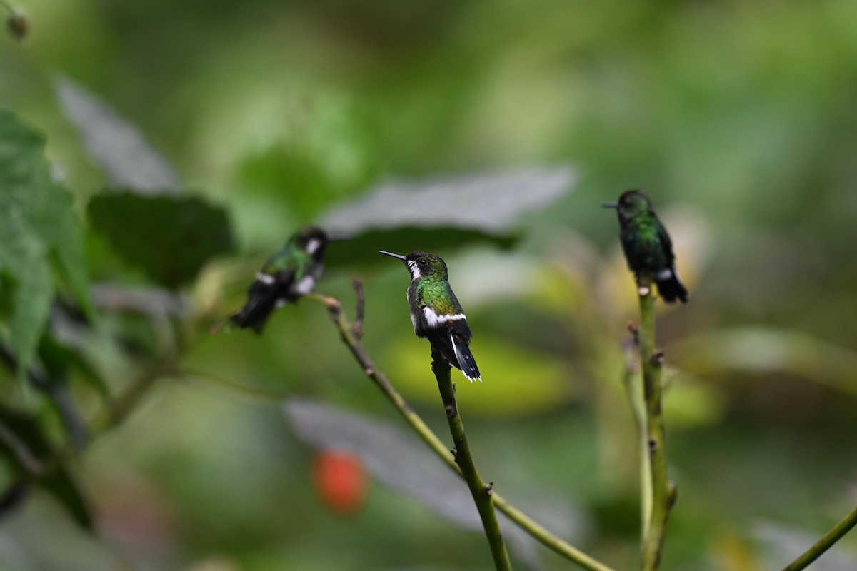 Coquette à queue fine - ML646875232