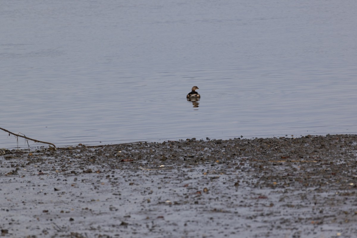 Pied-billed Grebe - ML646875234
