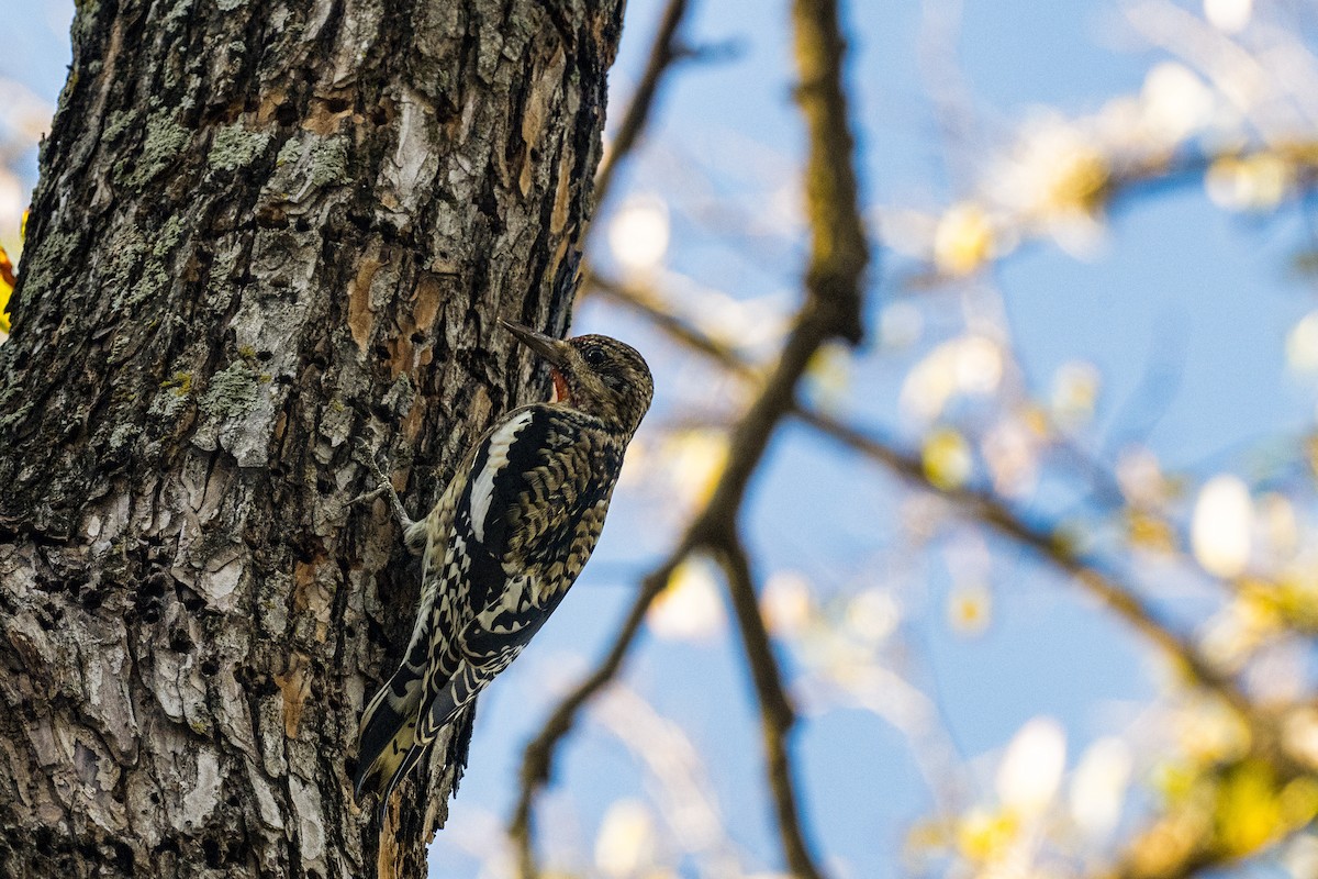 Yellow-bellied Sapsucker - ML646875235