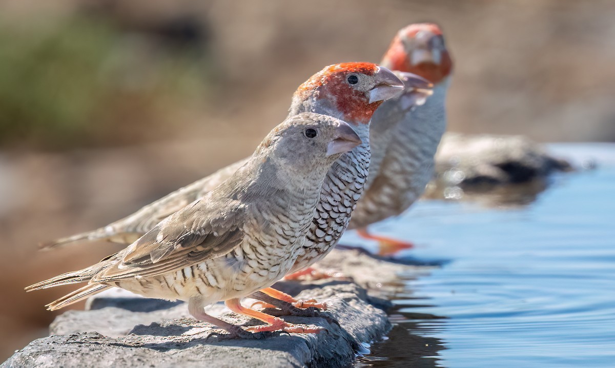 Red-headed Finch - ML646875237