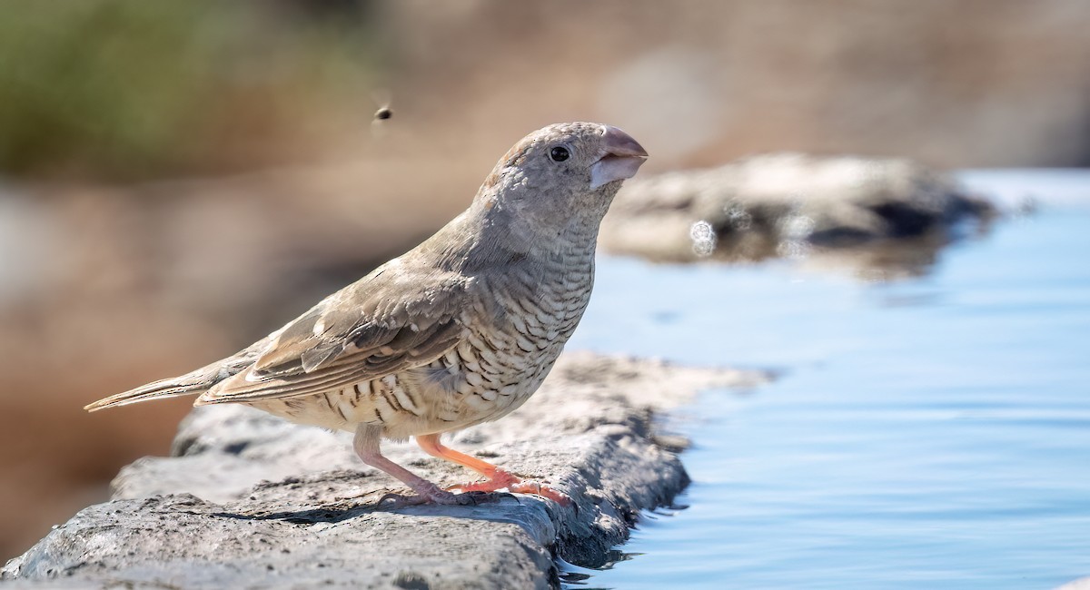 Red-headed Finch - ML646875238