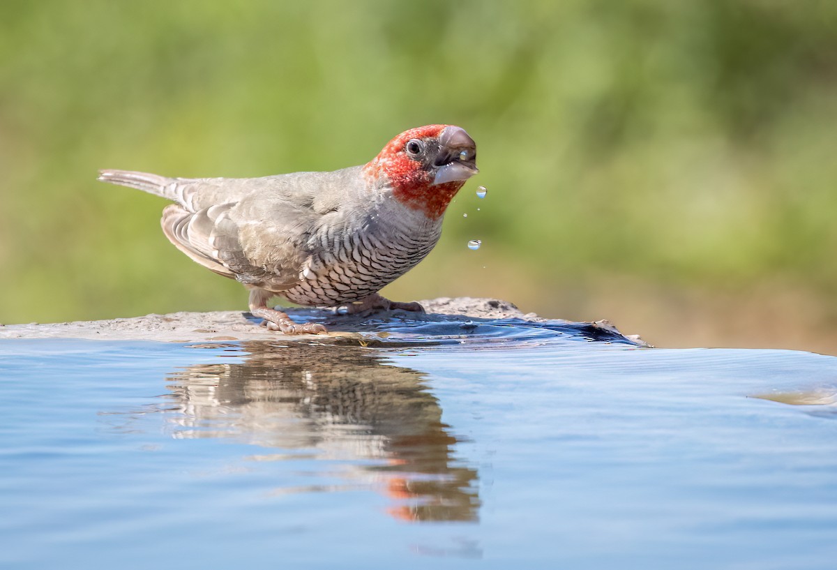 Red-headed Finch - ML646875239