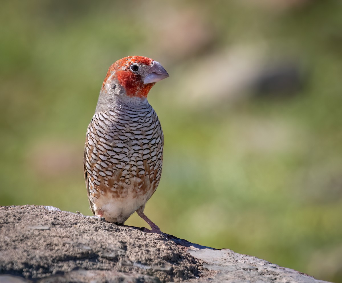 Red-headed Finch - ML646875240