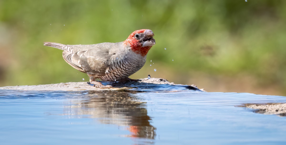 Red-headed Finch - ML646875241