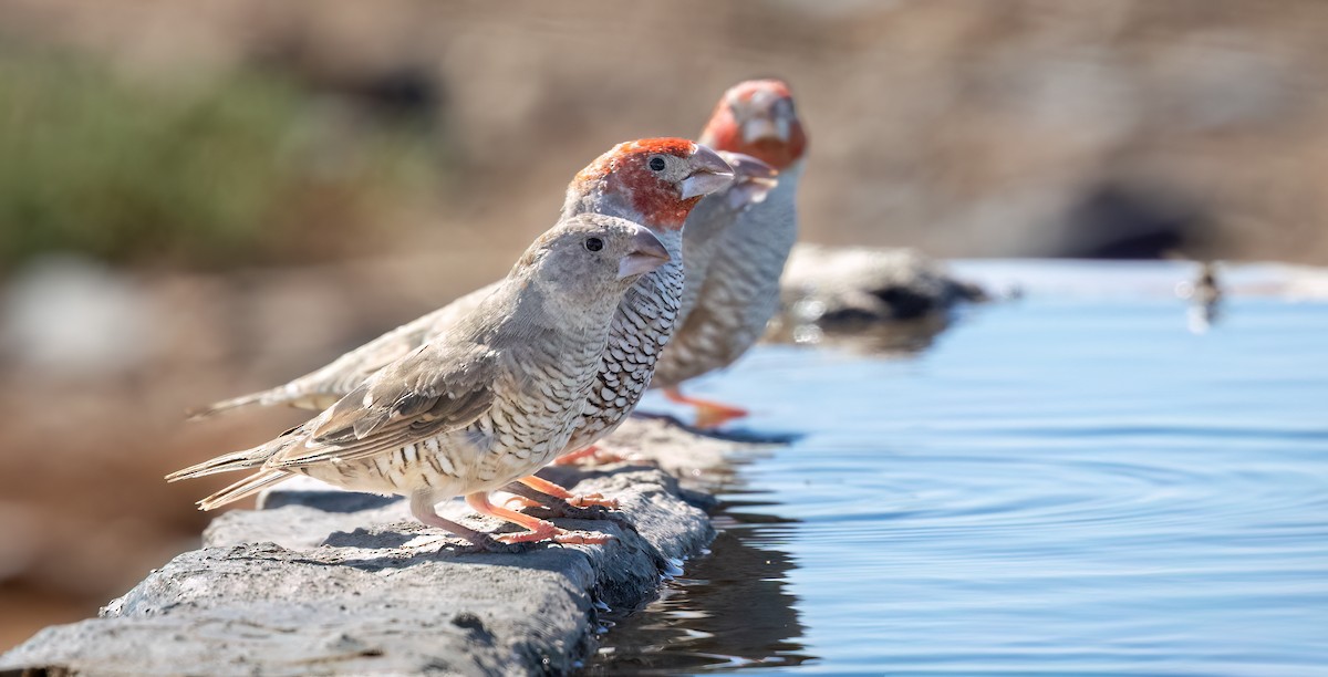Red-headed Finch - ML646875242
