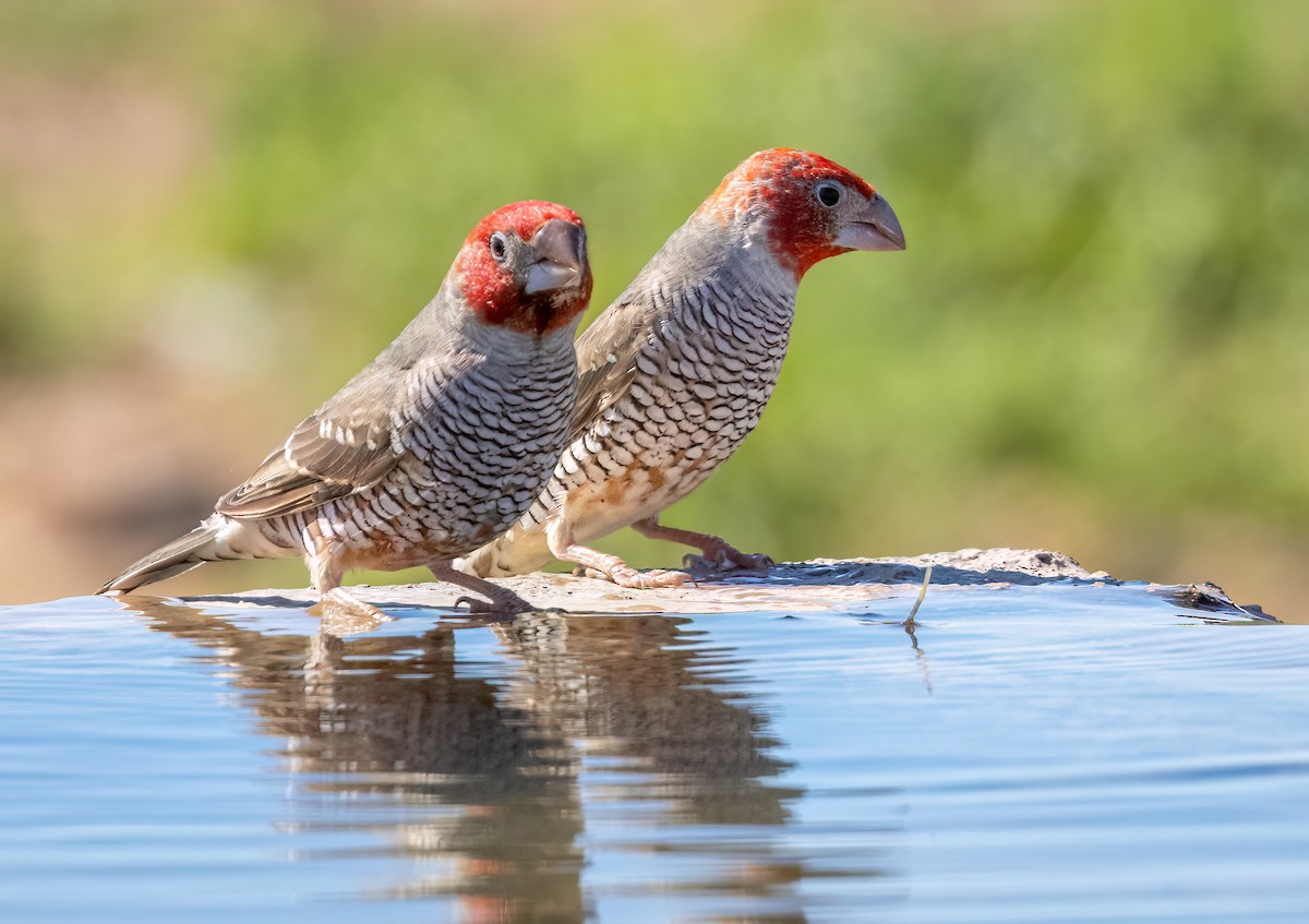 Red-headed Finch - ML646875243