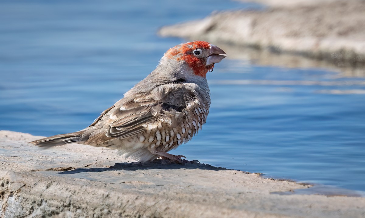 Red-headed Finch - ML646875244
