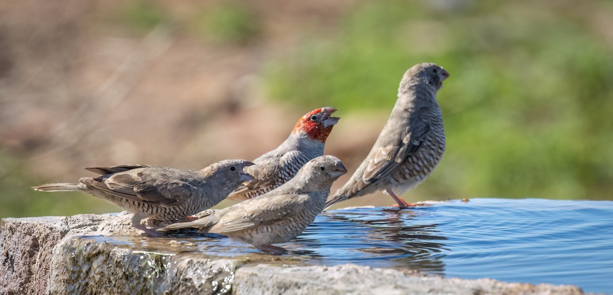 Red-headed Finch - ML646875245