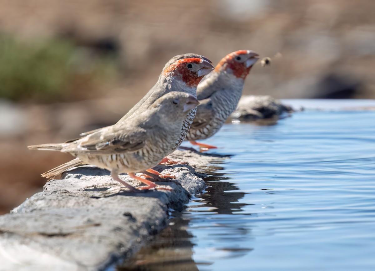 Red-headed Finch - ML646875246