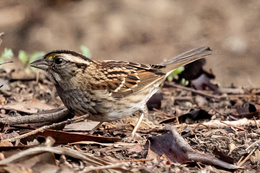 White-throated Sparrow - ML646875270