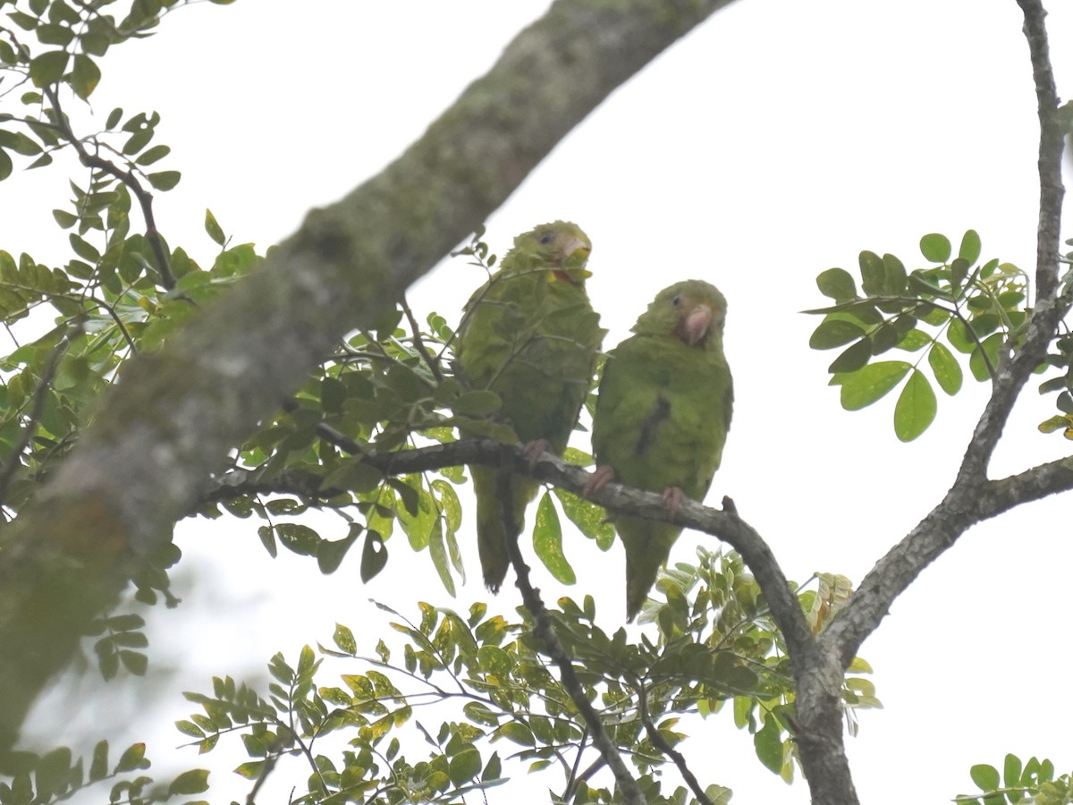 Cobalt-winged Parakeet - ML646875271