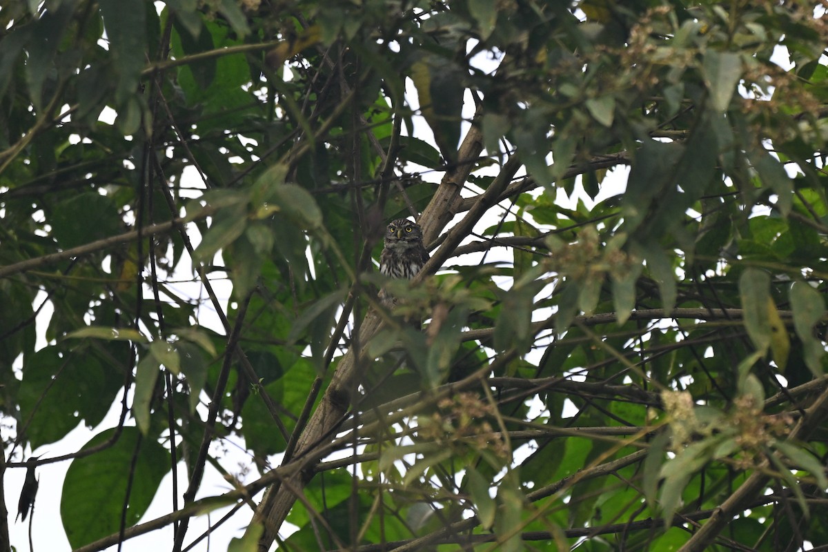 Chevêchette du Pérou - ML646875272