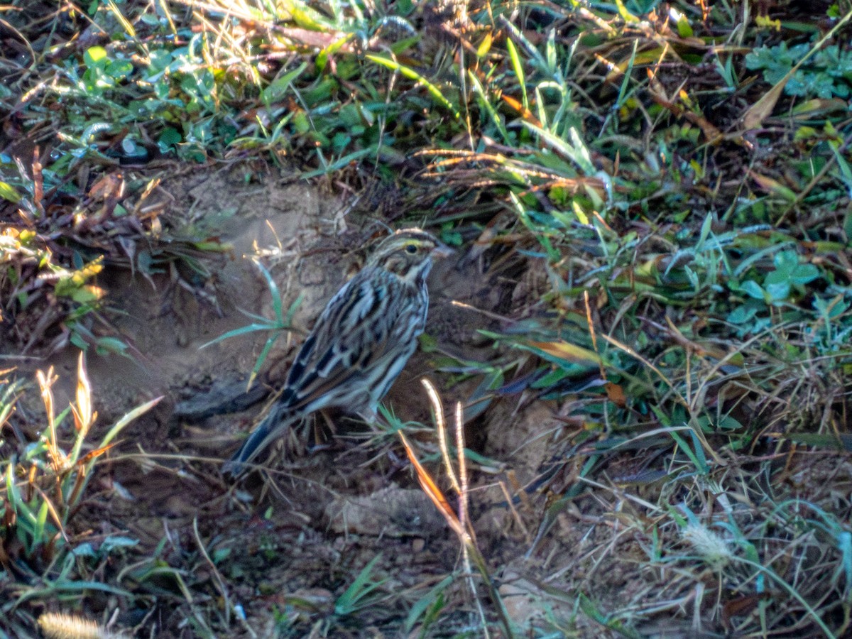 Savannah Sparrow - ML646875273