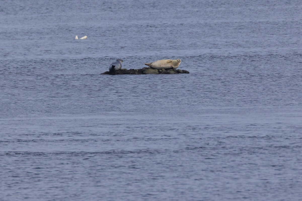 Foca comune atlantica - ML646875274