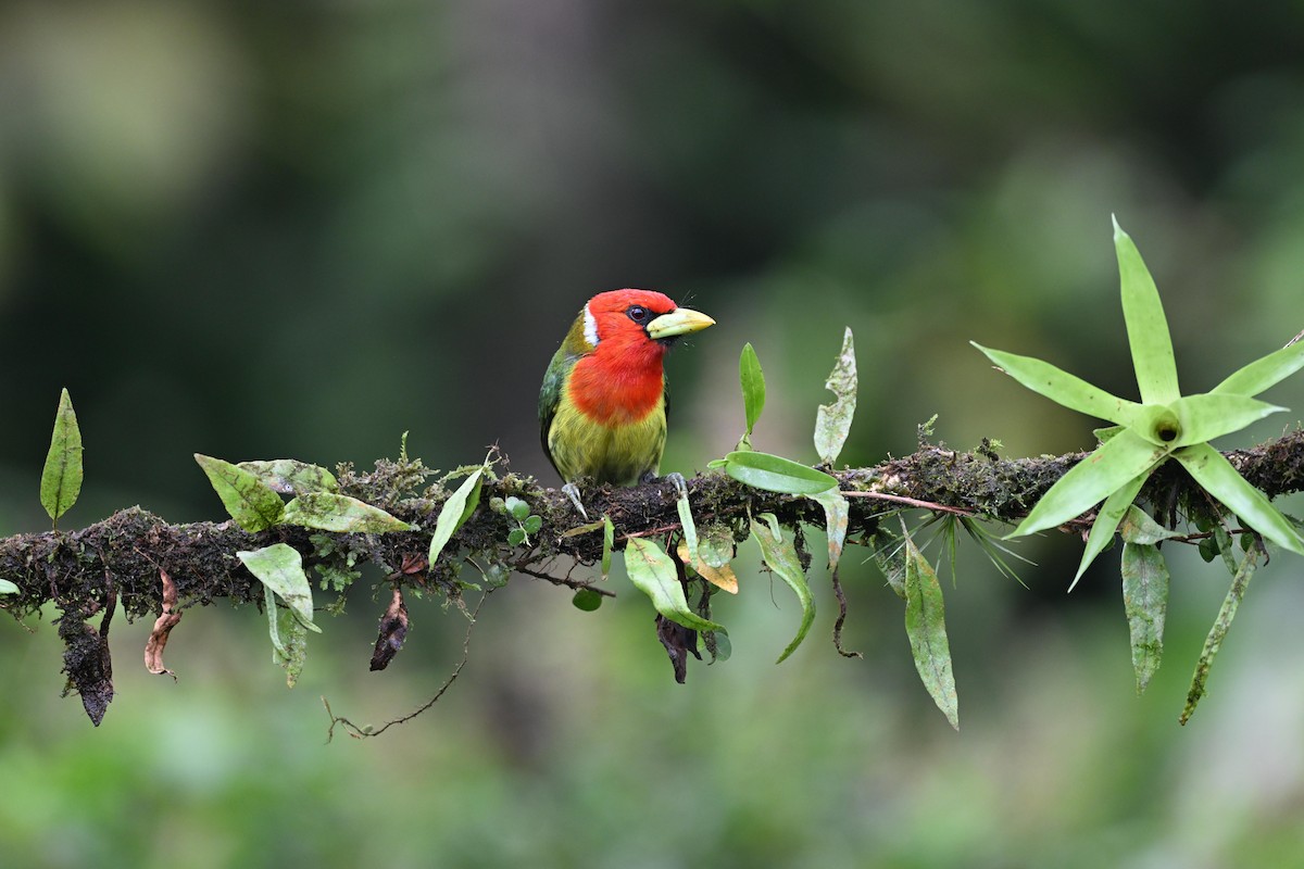 Cabézon à tête rouge - ML646875275