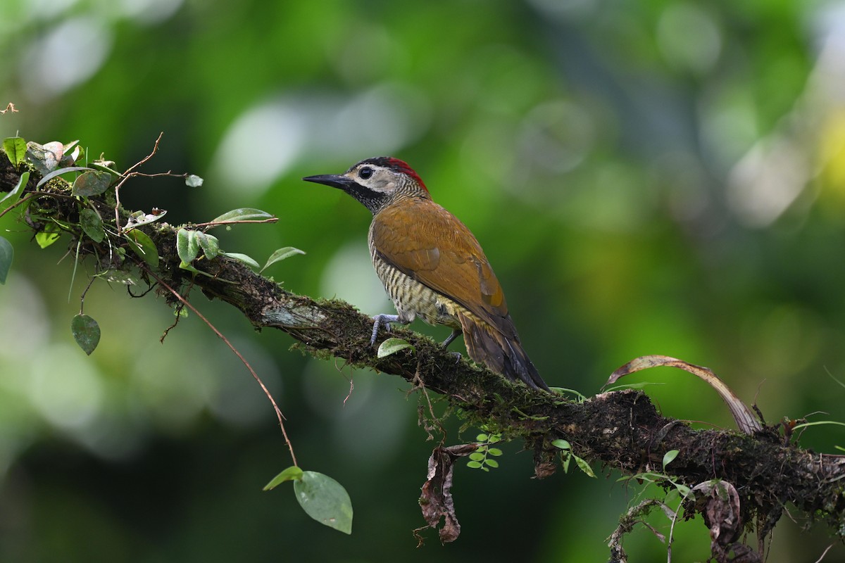 Pic or-olive - ML646875276