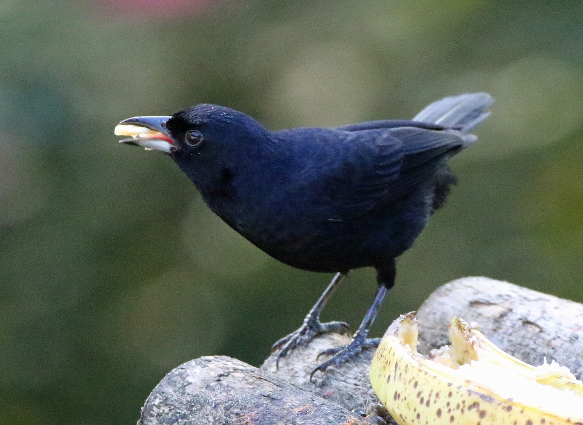White-lined Tanager - ML646875277