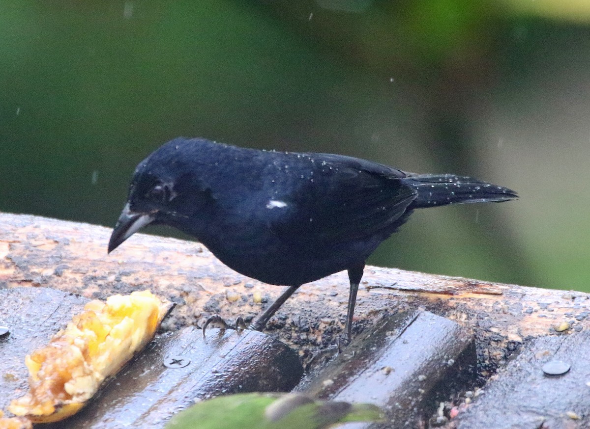 White-lined Tanager - ML646875278