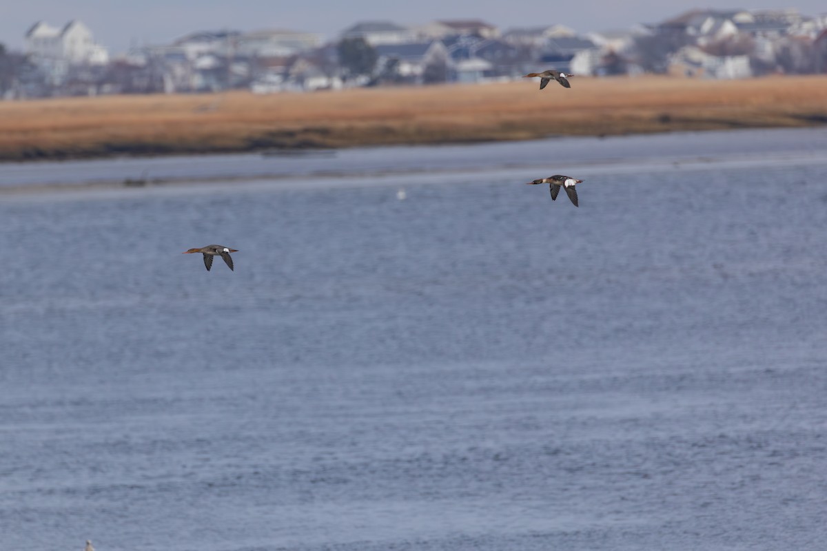 Smergo minore - ML646875279