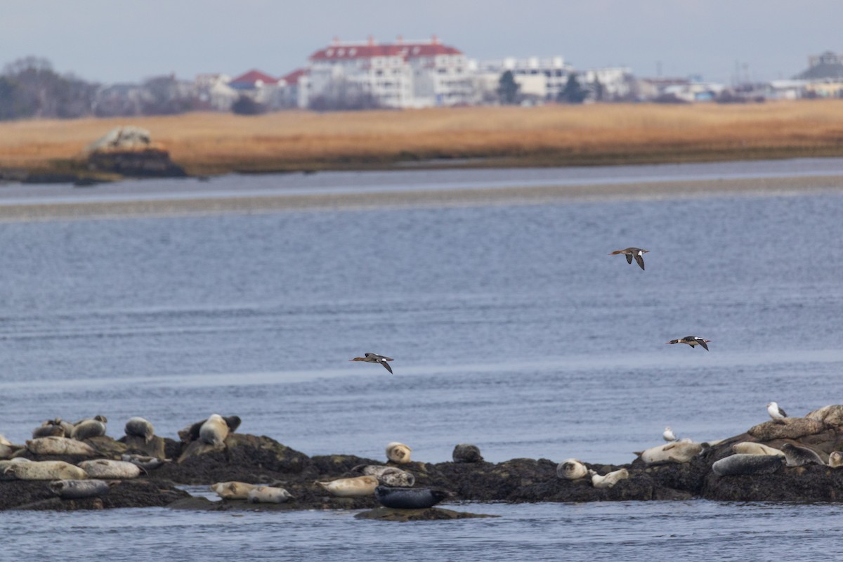 Smergo minore - ML646875280