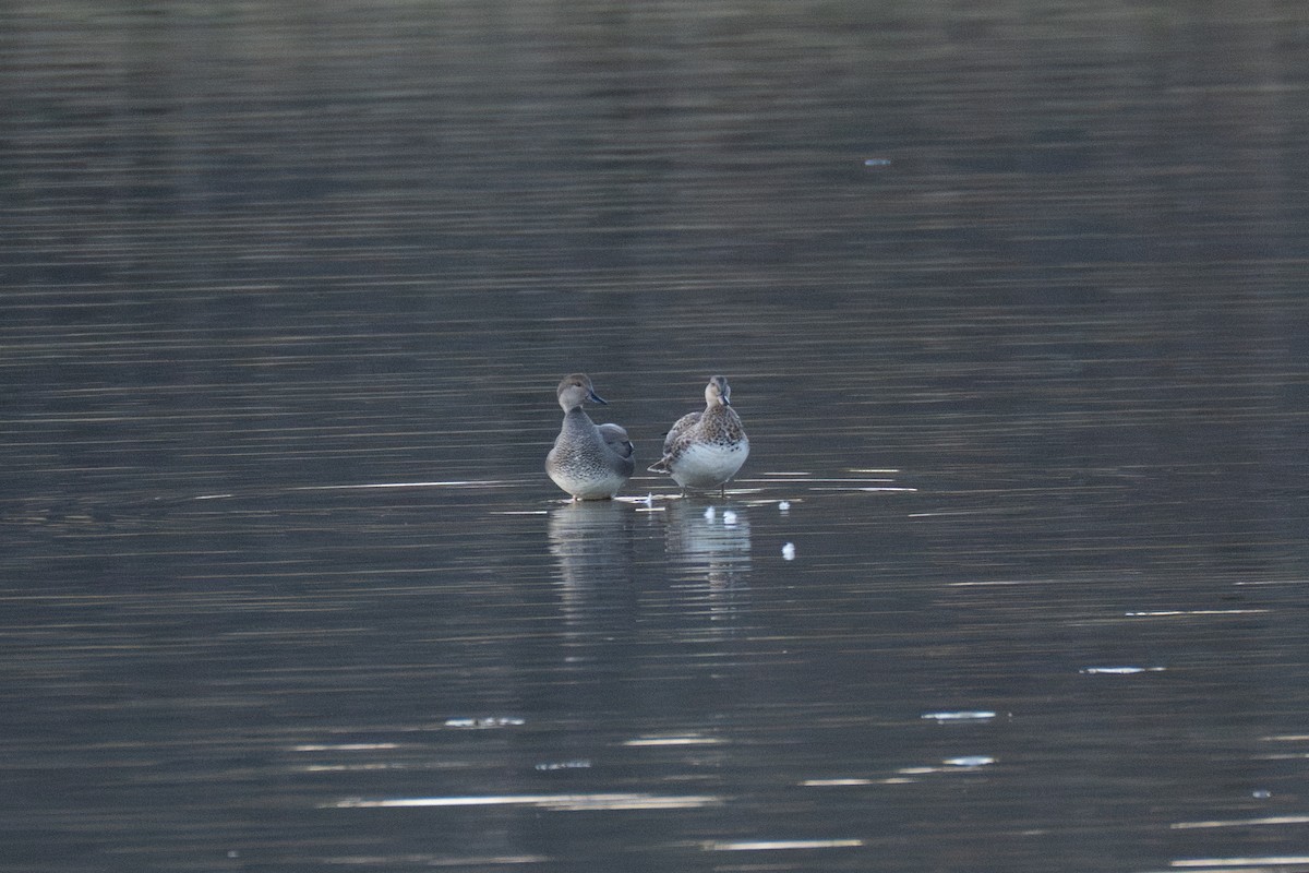 Серая утка - ML646875282