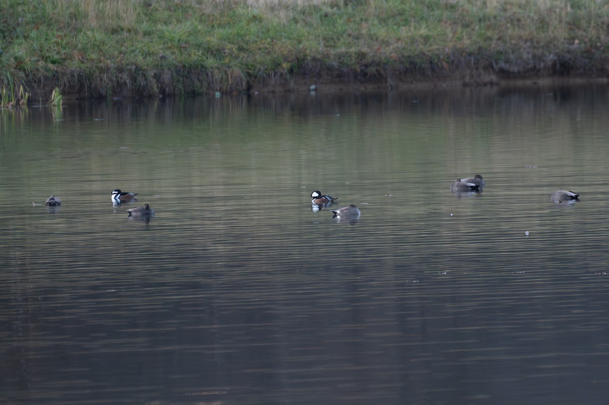 Серая утка - ML646875283