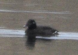 White-winged Scoter - ML646875284