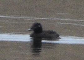White-winged Scoter - ML646875285