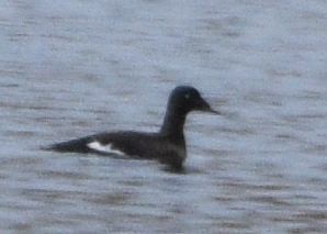 White-winged Scoter - ML646875286