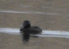 White-winged Scoter - ML646875287