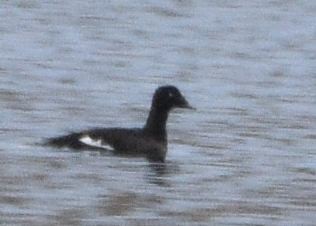 White-winged Scoter - ML646875288
