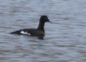White-winged Scoter - ML646875289