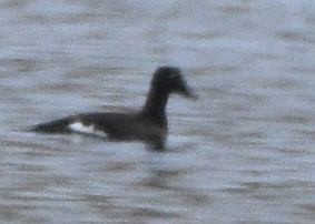 White-winged Scoter - ML646875290
