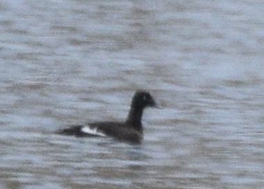White-winged Scoter - ML646875291