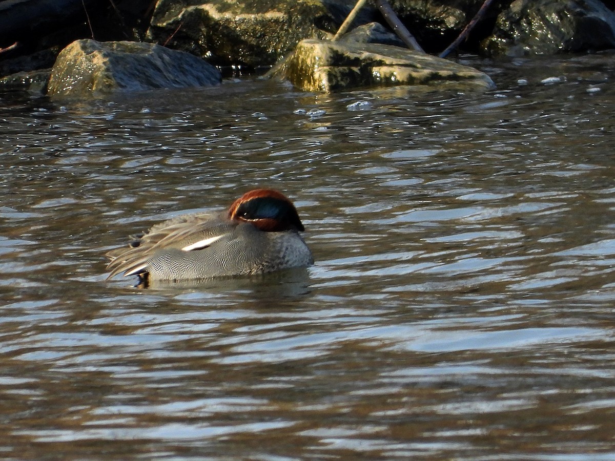 שרשיר מצוי - ML646875293