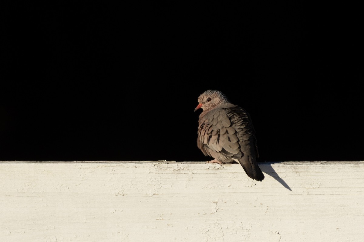 Common Ground Dove - ML646875294