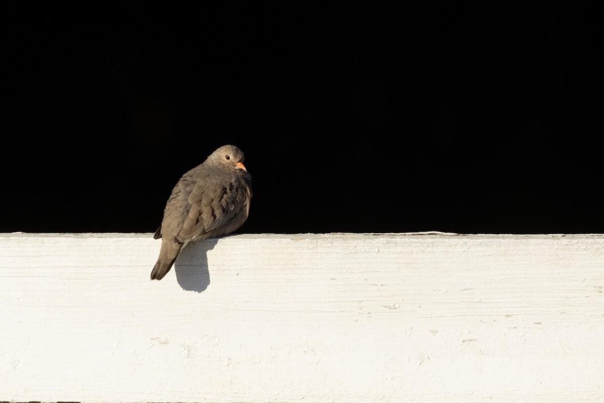 Common Ground Dove - ML646875295