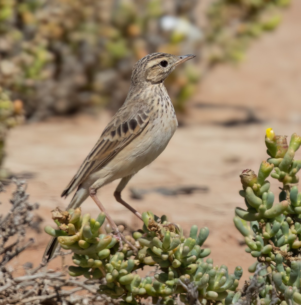 Buffy Pipit - ML646875296