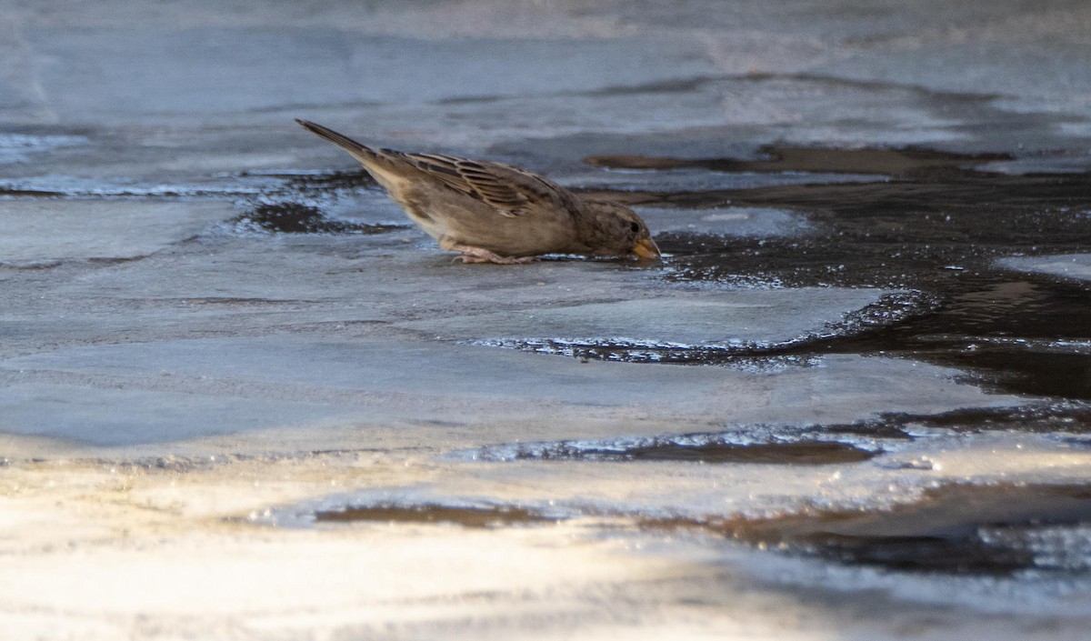 Italian Sparrow - ML646875297
