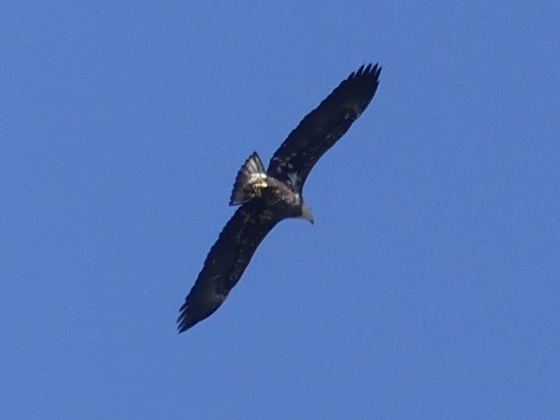 Bald Eagle - ML646875300