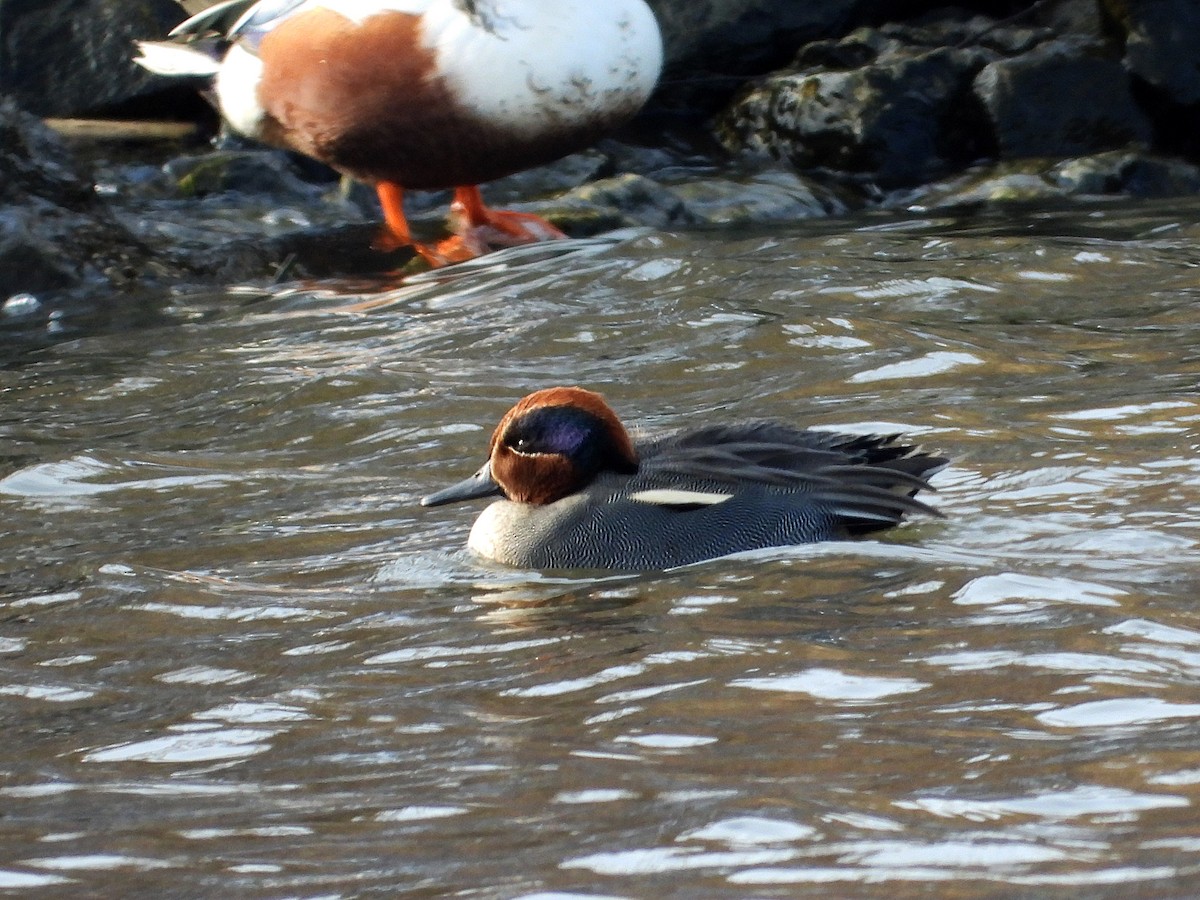 שרשיר מצוי - ML646875302